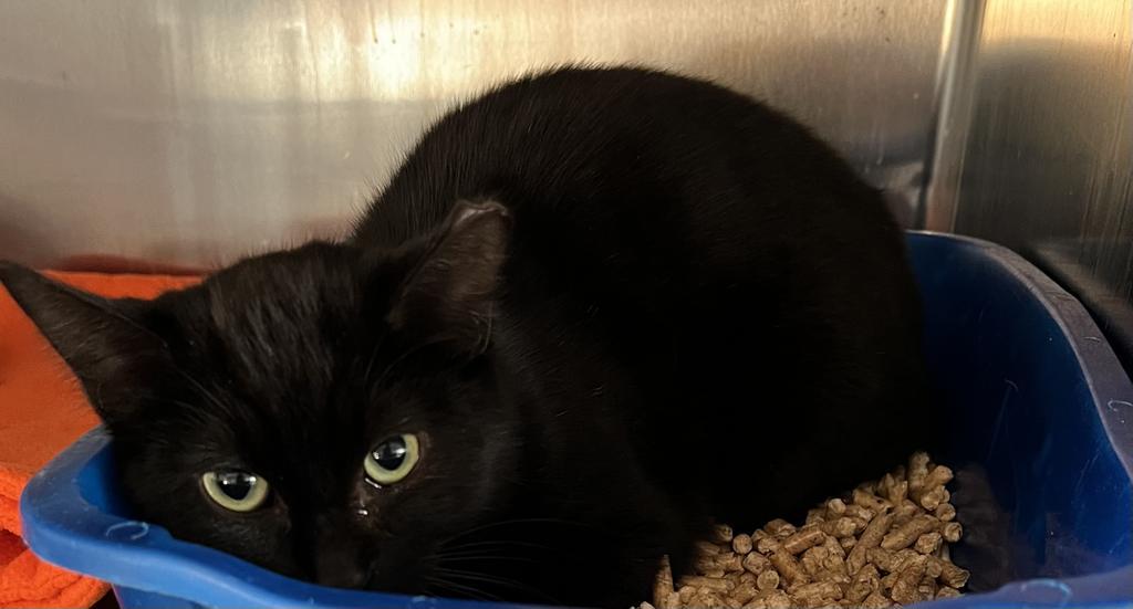 Raven, an adoptable Domestic Short Hair in Ontario, OR, 97914 | Photo Image 2