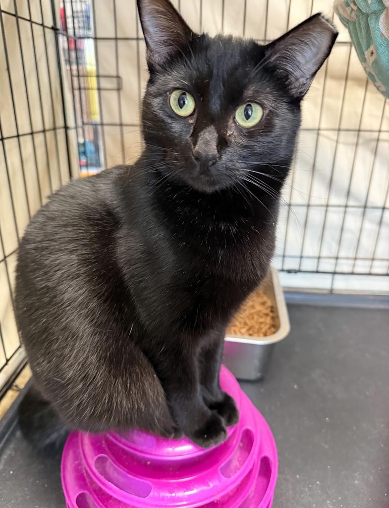 Raven, an adoptable Domestic Short Hair in Ontario, OR, 97914 | Photo Image 3