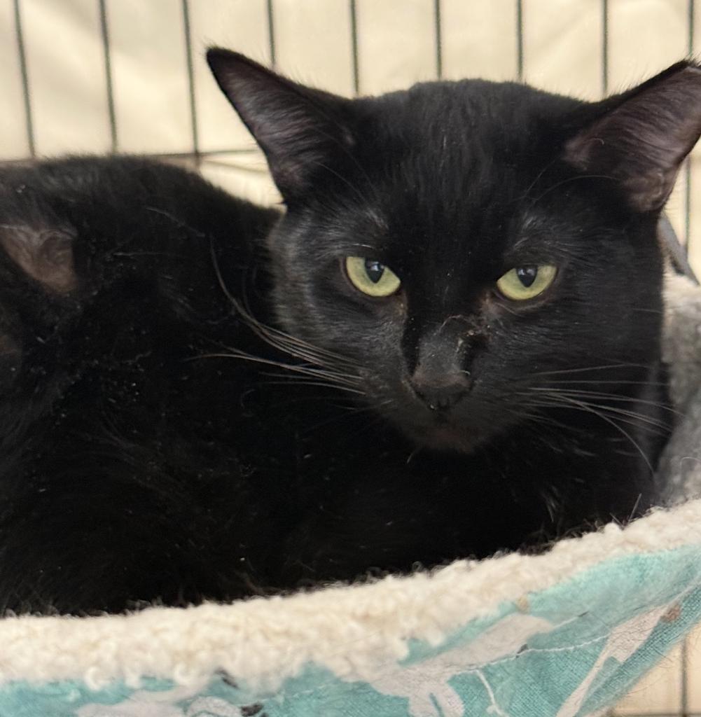 Raven, an adoptable Domestic Short Hair in Ontario, OR, 97914 | Photo Image 4