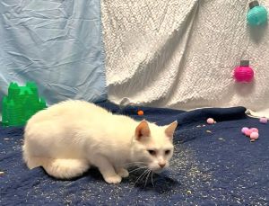 Princess, Adult Female unknown