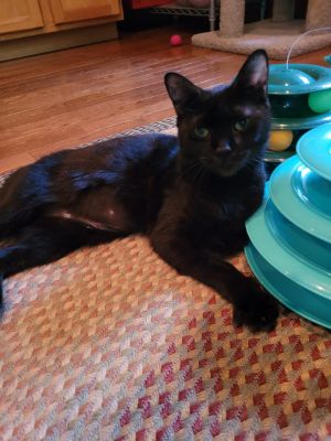 Sammie, Adult Female Domestic Short Hair