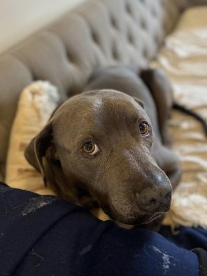 Grayson, Adult Male Pit Bull Terrier