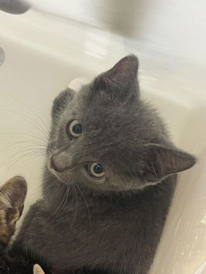 WC BLT, Baby Male Domestic Short Hair