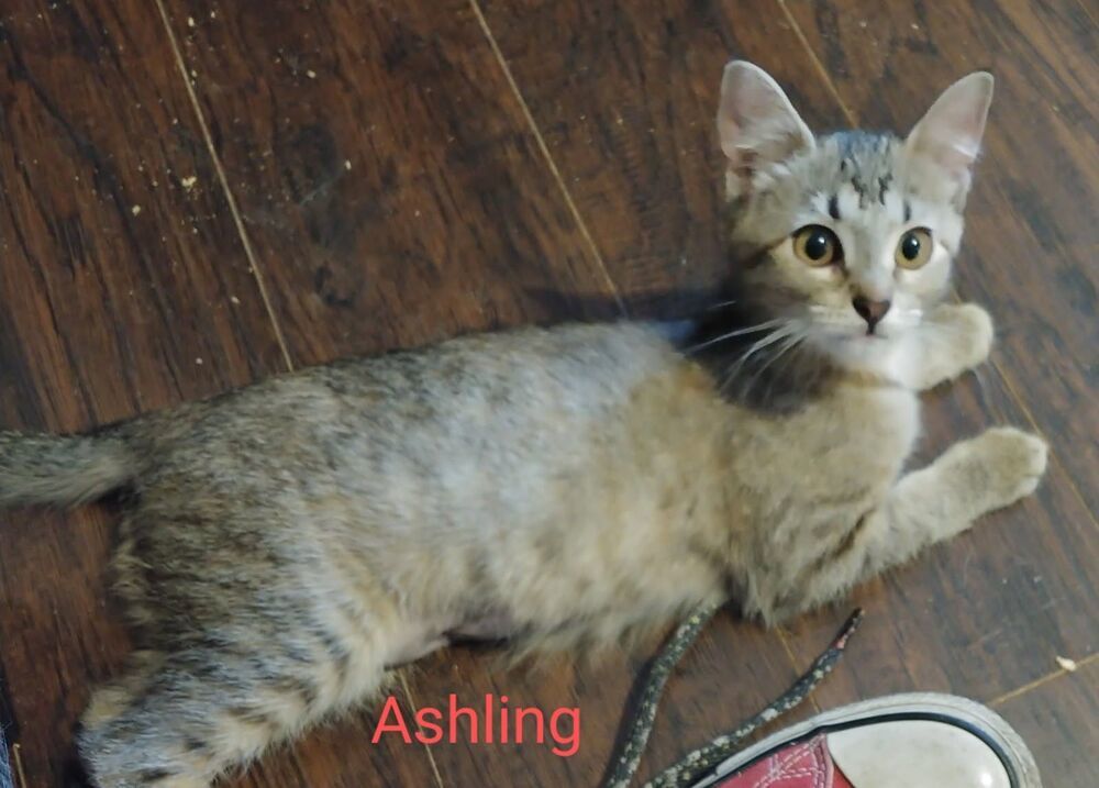 Ashling, an adoptable Domestic Short Hair in Boone, CO, 81025 | Photo Image 1