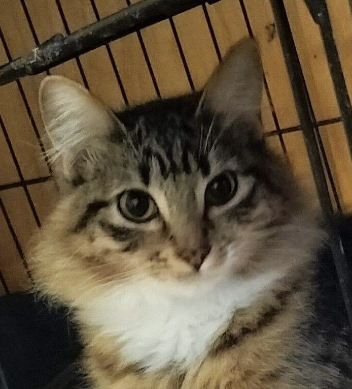 Everett, an adoptable Domestic Short Hair in Boone, CO, 81025 | Photo Image 1