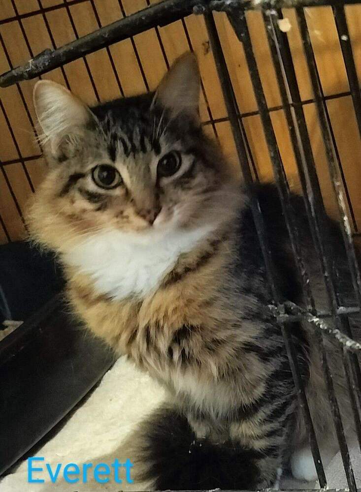 Everett, an adoptable Domestic Short Hair in Boone, CO, 81025 | Photo Image 2