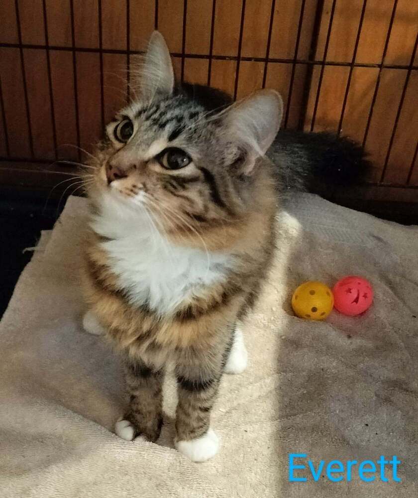 Everett, an adoptable Domestic Short Hair in Boone, CO, 81025 | Photo Image 3