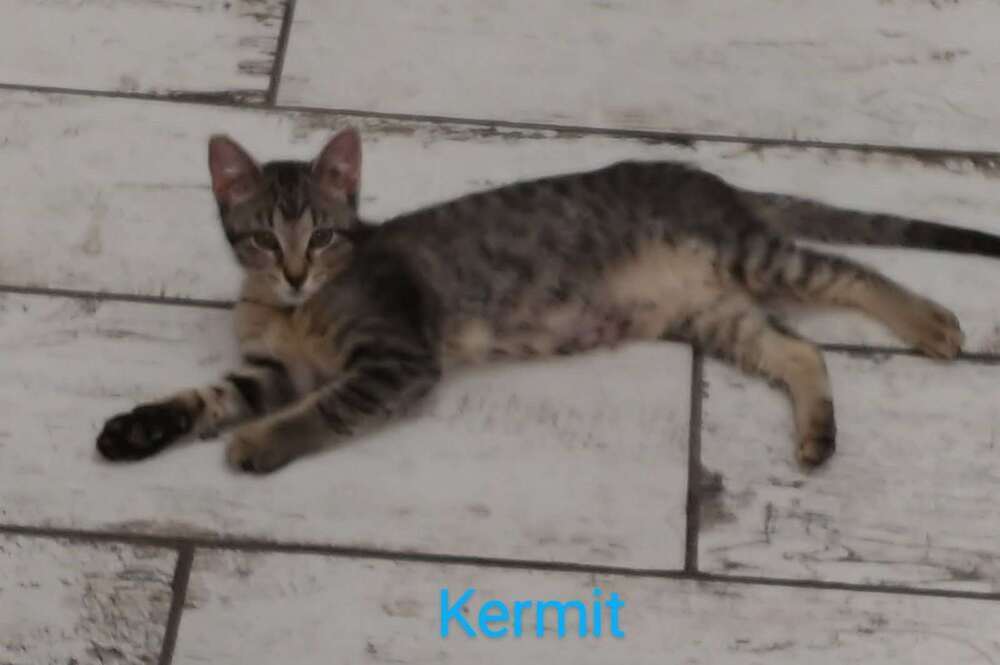 Kermit, an adoptable Domestic Short Hair in Boone, CO, 81025 | Photo Image 1
