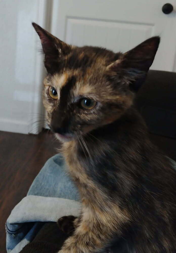 Aoife, an adoptable Domestic Short Hair in Boone, CO, 81025 | Photo Image 1