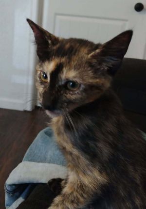 Aoife, Baby Female Domestic Short Hair