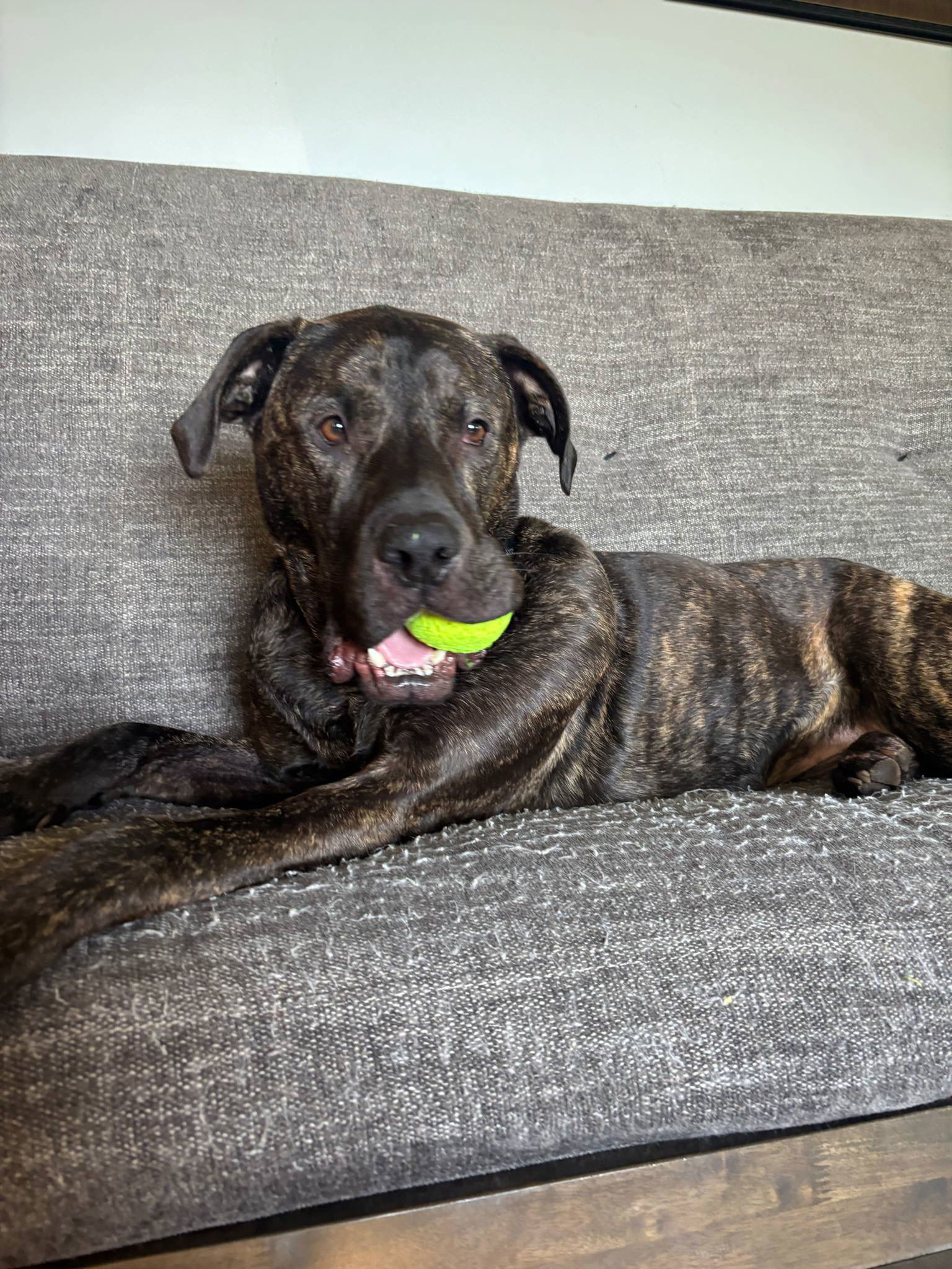 Grogu, an adoptable Mixed Breed in Duluth, MN, 55807 | Photo Image 1