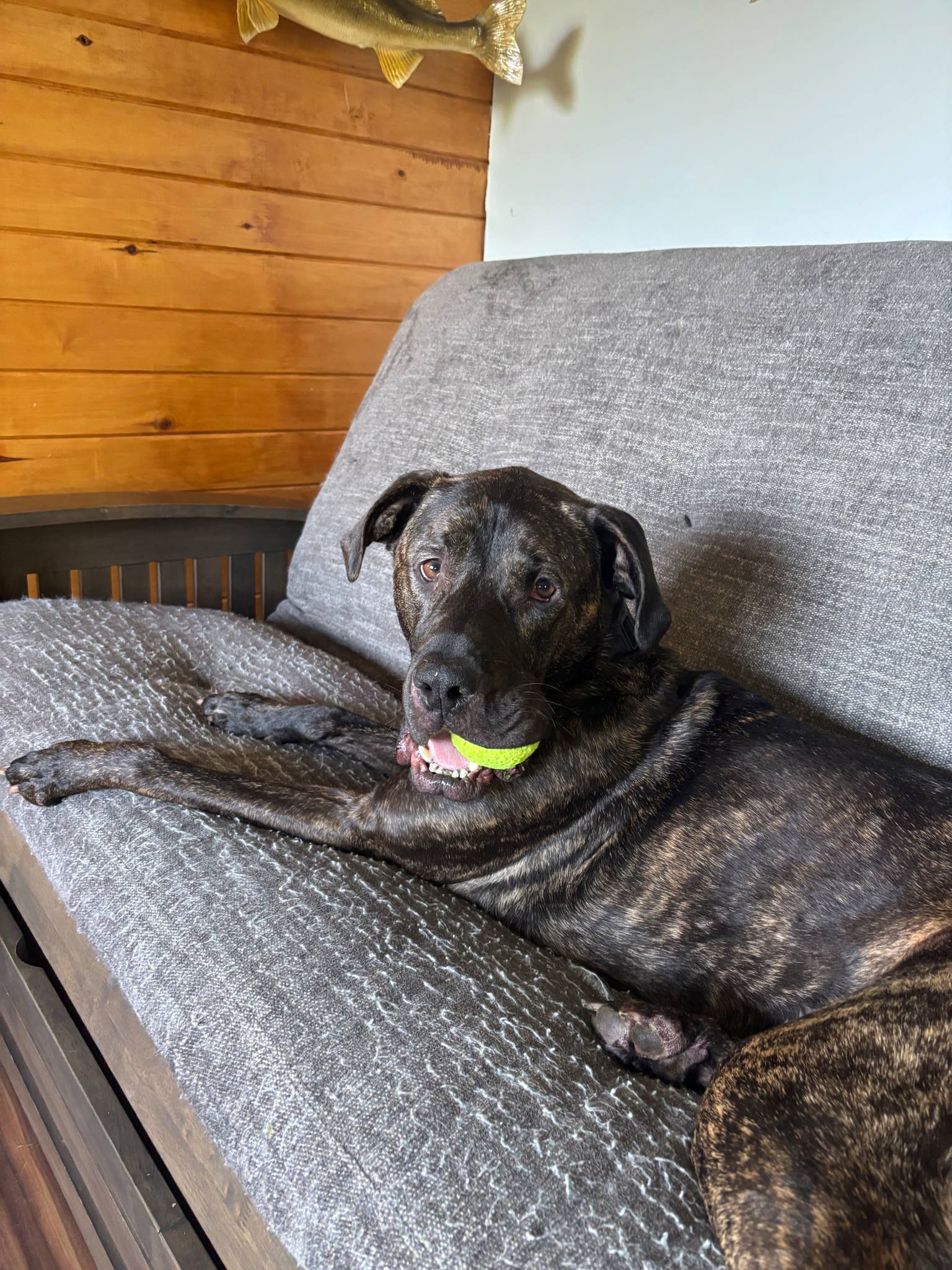 Grogu, an adoptable Mixed Breed in Duluth, MN, 55807 | Photo Image 2