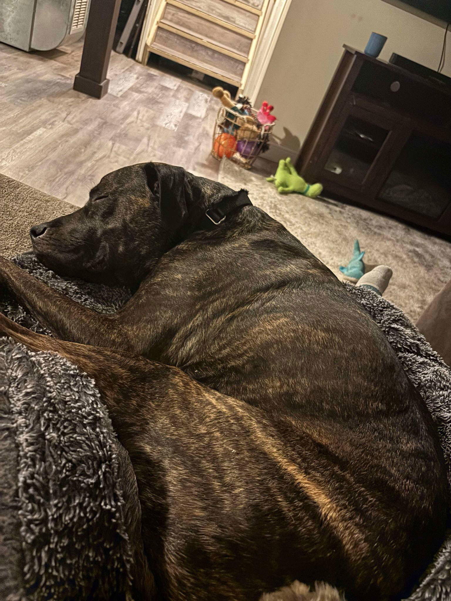 Grogu, an adoptable Mixed Breed in Duluth, MN, 55807 | Photo Image 3