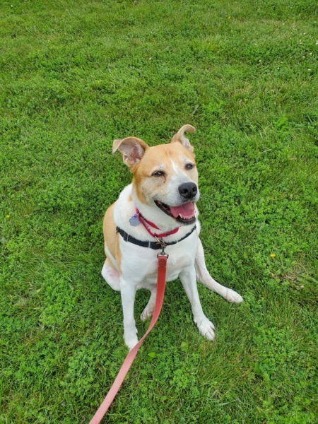 Cooper