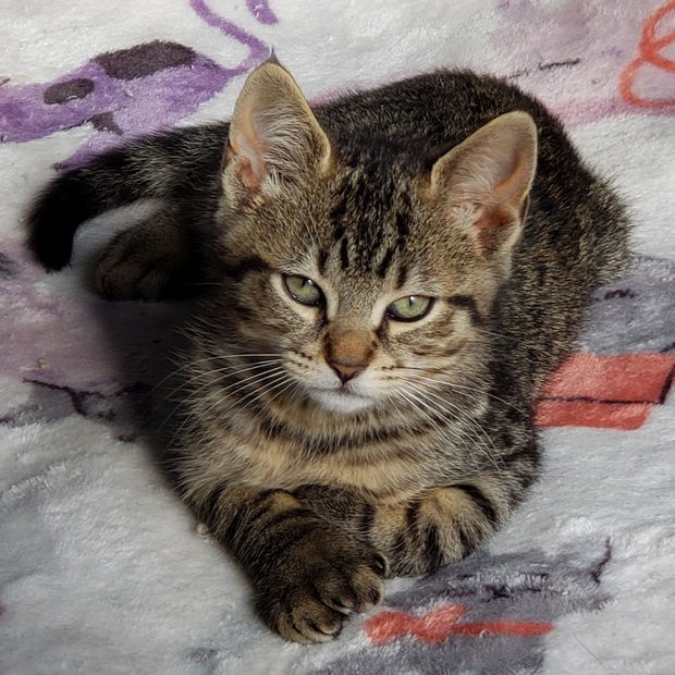 Junior