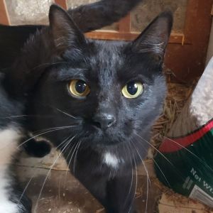 Carmela