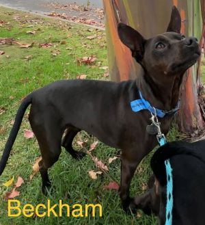 Min pin mixes 6 yrs approx 15 lbs Beckham and Cooper were adopted as puppies and returned to us a