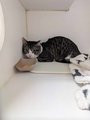 Chachi Domestic Short Hair Cat