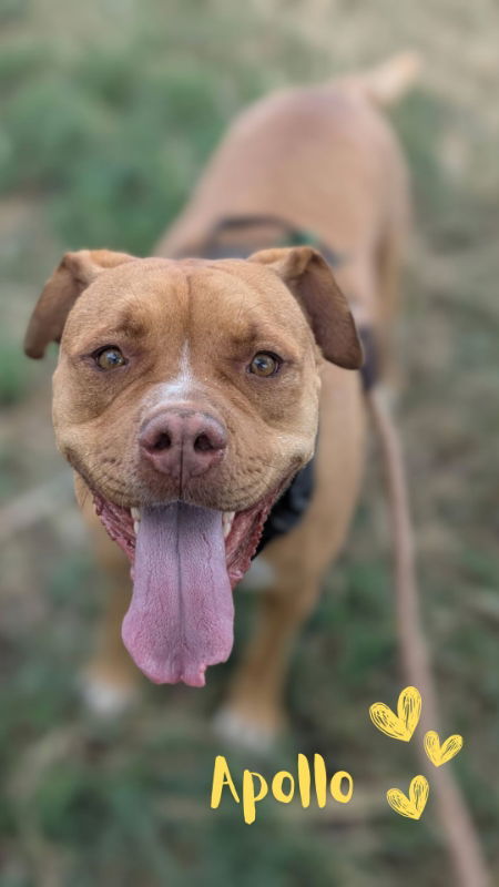 Apollo, an adoptable American Staffordshire Terrier, Boxer in Monte Vista, CO, 81144 | Photo Image 1