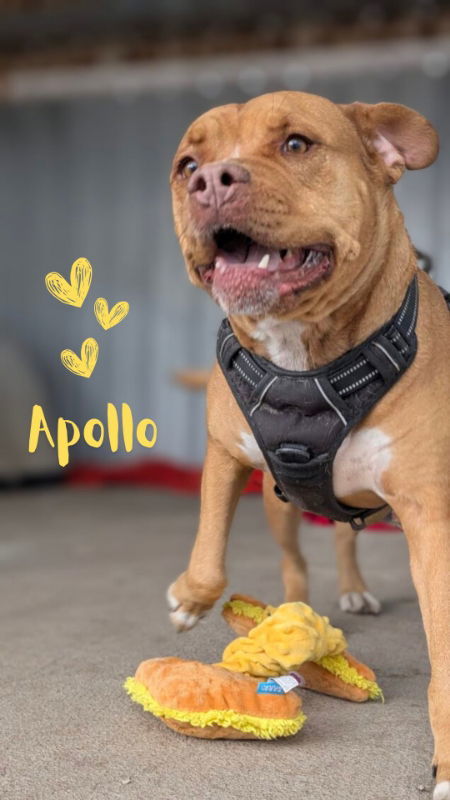 Apollo, an adoptable American Staffordshire Terrier, Boxer in Monte Vista, CO, 81144 | Photo Image 1