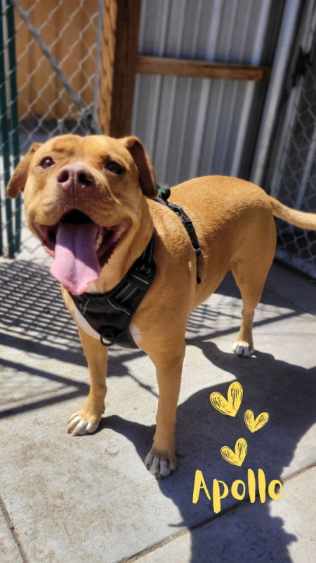 Apollo, an adoptable American Staffordshire Terrier, Boxer in Monte Vista, CO, 81144 | Photo Image 2
