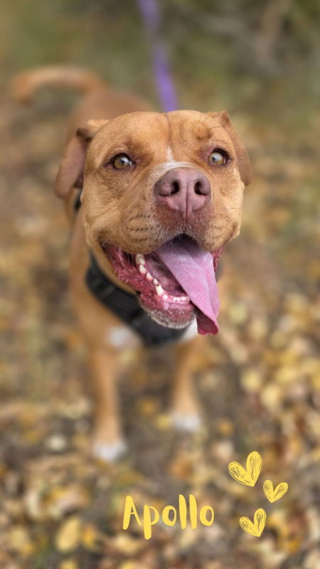 Apollo, an adoptable American Staffordshire Terrier, Boxer in Monte Vista, CO, 81144 | Photo Image 2