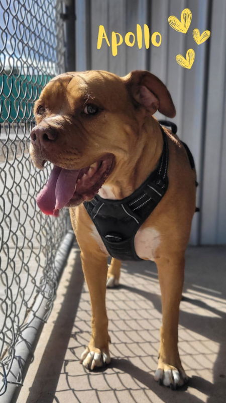 Apollo, an adoptable American Staffordshire Terrier, Boxer in Monte Vista, CO, 81144 | Photo Image 3
