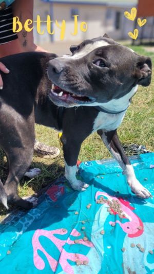Betty, Adult Female Pit Bull Terrier