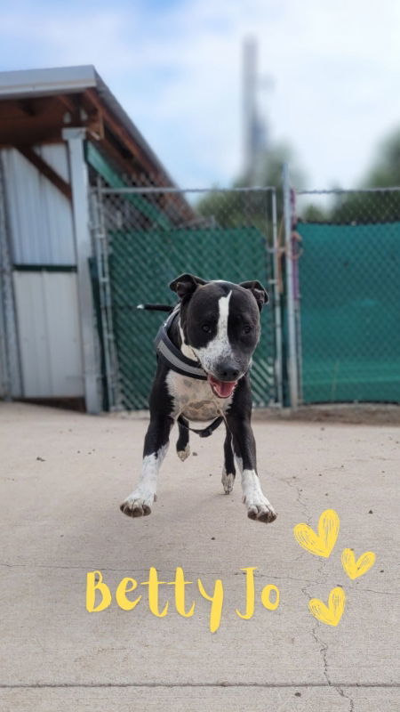 Betty, an adoptable Pit Bull Terrier in Monte Vista, CO, 81144 | Photo Image 1