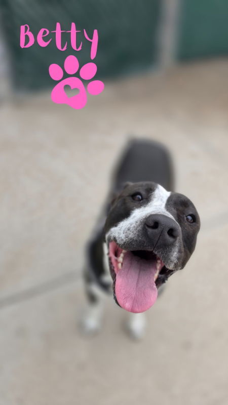 Betty, an adoptable Pit Bull Terrier in Monte Vista, CO, 81144 | Photo Image 2