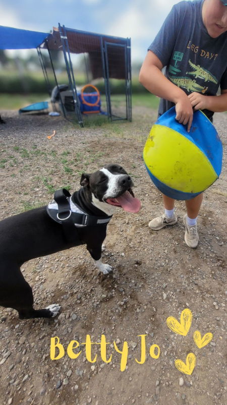 Betty, an adoptable Pit Bull Terrier in Monte Vista, CO, 81144 | Photo Image 3