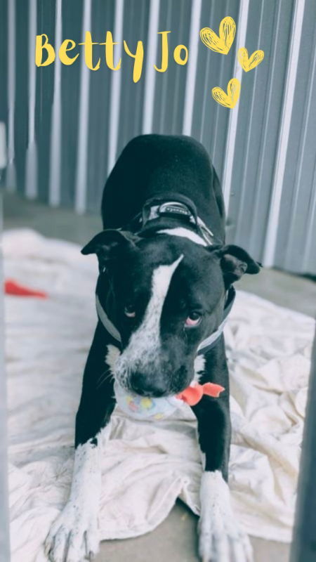 Betty, an adoptable Pit Bull Terrier in Monte Vista, CO, 81144 | Photo Image 3