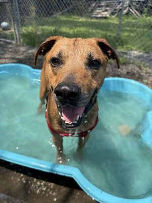 Birthdate 12922 Breed One of a kind Weight 63 lbs Doc is a big red handsome boy with a heart