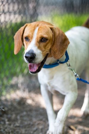Birthdate 71519 Breed One of a kind Weight 40 lbs Bull is a big-hearted hound with a nose for a