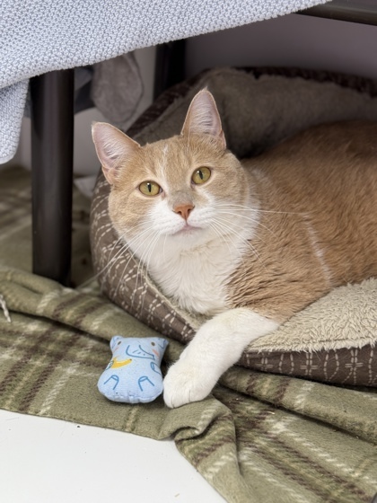 Pumpkin, an adoptable Domestic Short Hair in Gwinn, MI, 49841 | Photo Image 1
