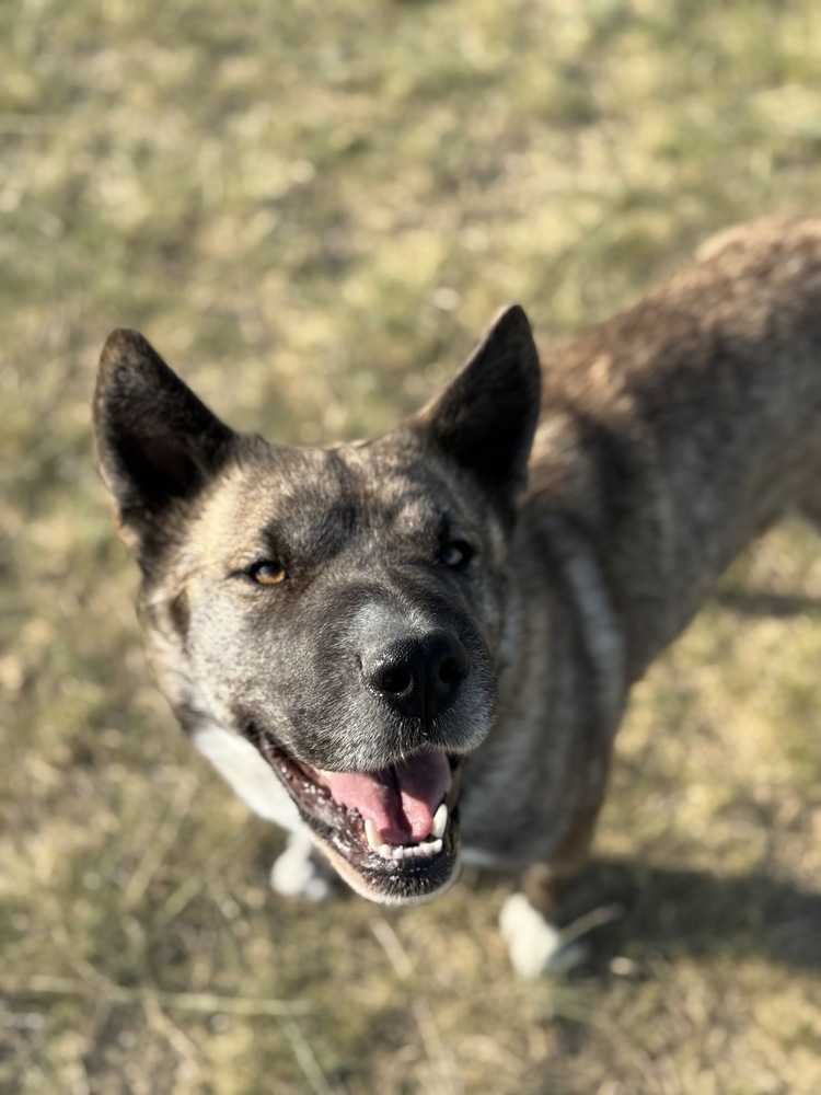 Kit, an adoptable Shar-Pei in Dodson, MT, 59524 | Photo Image 1