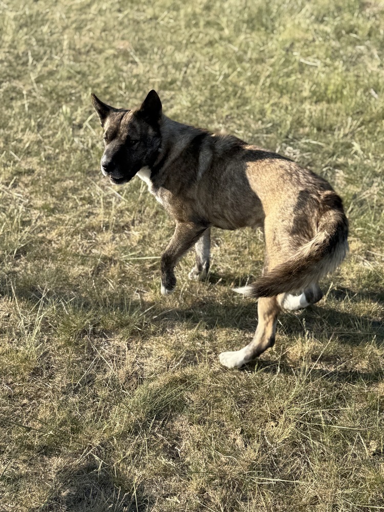 Kit, an adoptable Shar-Pei in Dodson, MT, 59524 | Photo Image 2