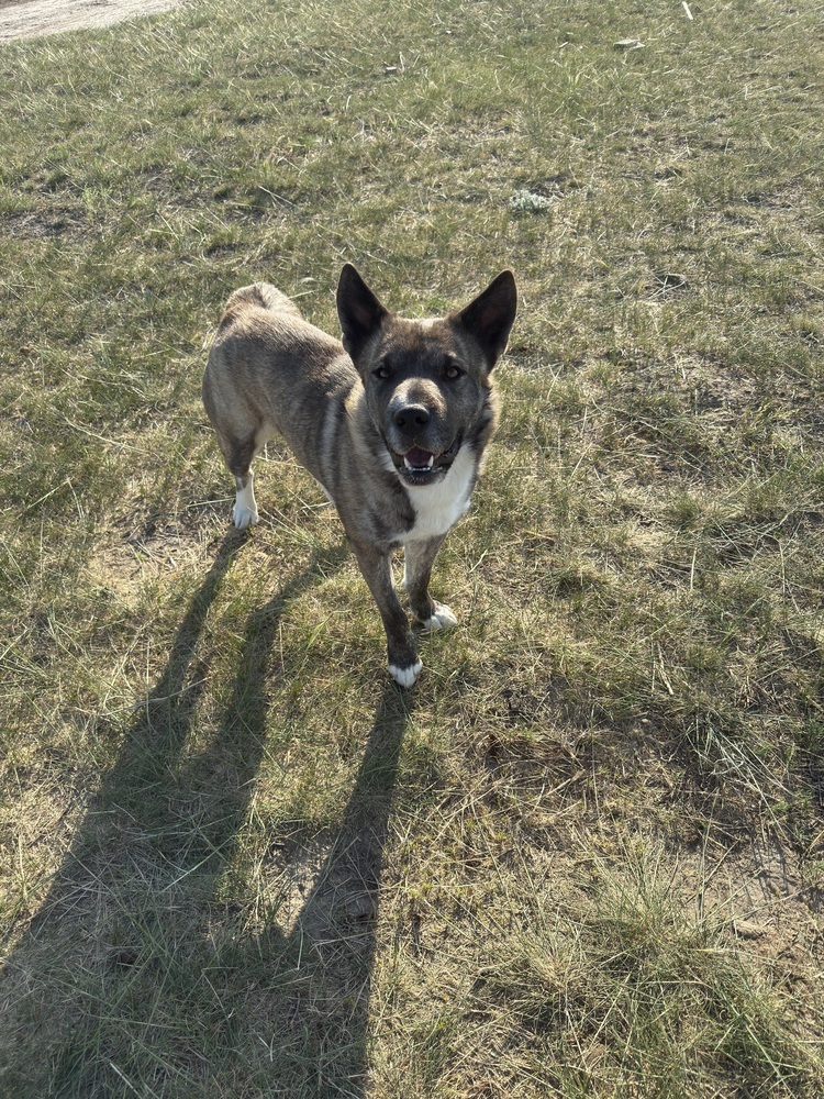 Kit, an adoptable Shar-Pei in Dodson, MT, 59524 | Photo Image 3