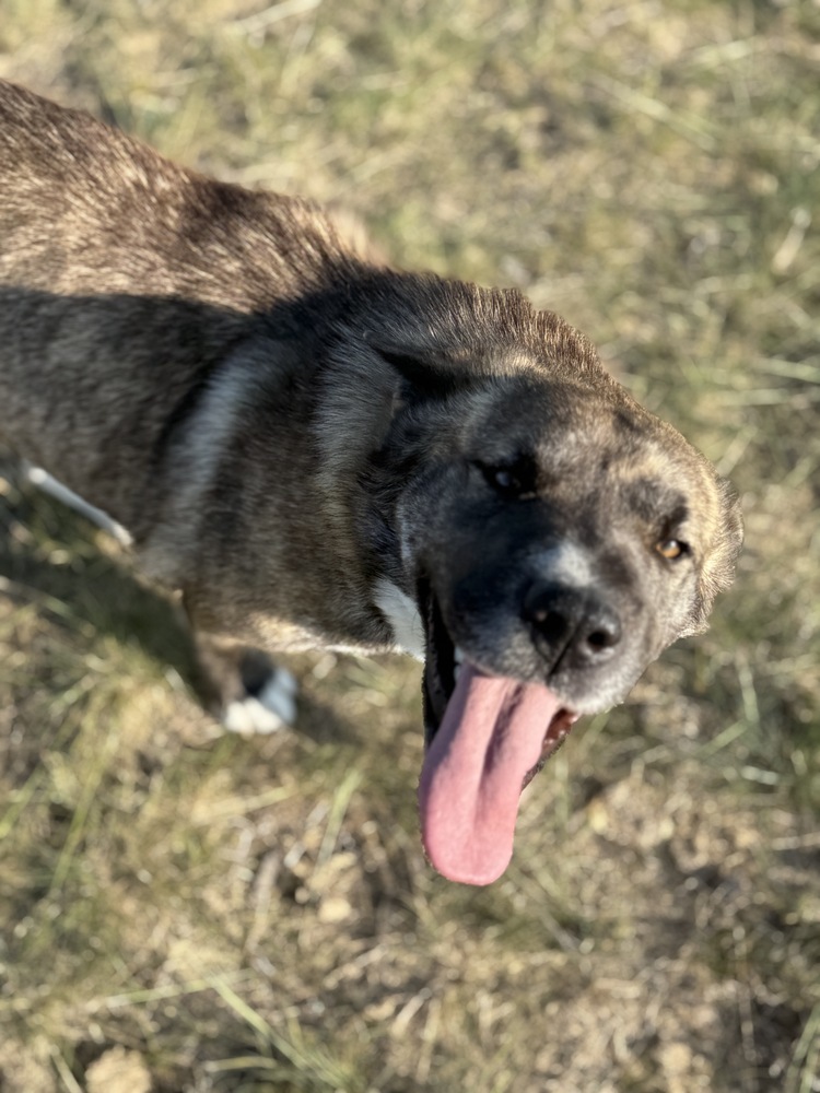 Kit, an adoptable Shar-Pei in Dodson, MT, 59524 | Photo Image 4