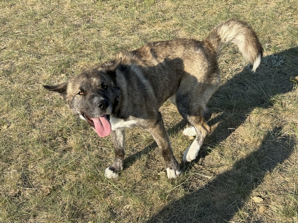 Kit, an adoptable Shar-Pei in Dodson, MT, 59524 | Photo Image 5