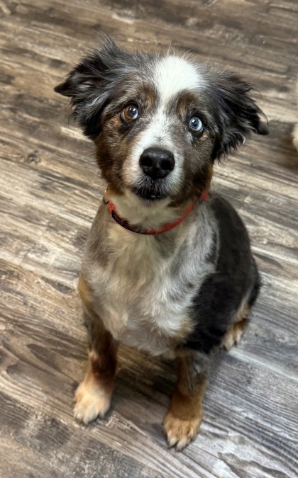 Blue, an adoptable Australian Shepherd, Mixed Breed in Willmar, MN, 56201 | Photo Image 1