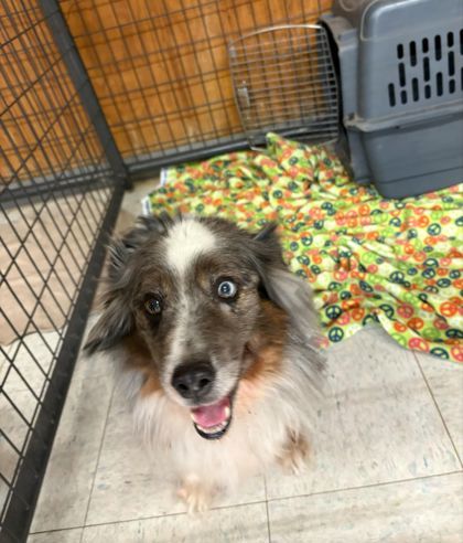 Blue, an adoptable Australian Shepherd, Mixed Breed in Willmar, MN, 56201 | Photo Image 2