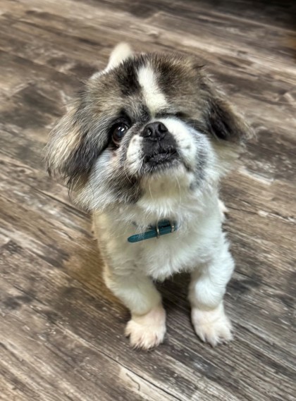 Beethoven, an adoptable Pekingese, Mixed Breed in Willmar, MN, 56201 | Photo Image 1