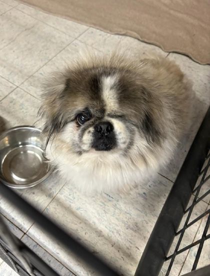 Beethoven, an adoptable Pekingese, Mixed Breed in Willmar, MN, 56201 | Photo Image 2