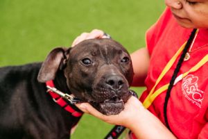 Love Bug, Adult Female Mixed Breed
