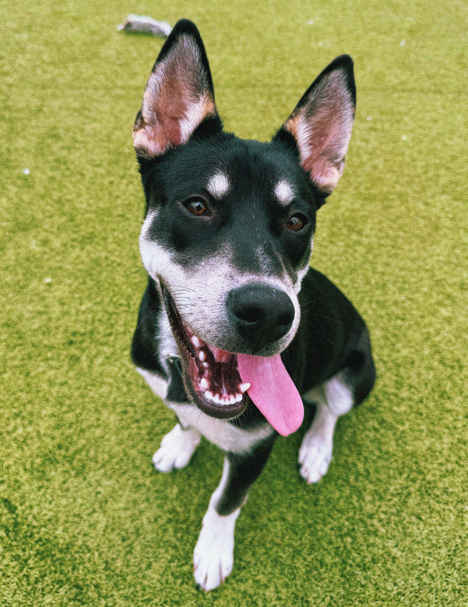 Rocket, an adoptable Husky, Labrador Retriever in Hays, KS, 67601 | Photo Image 1