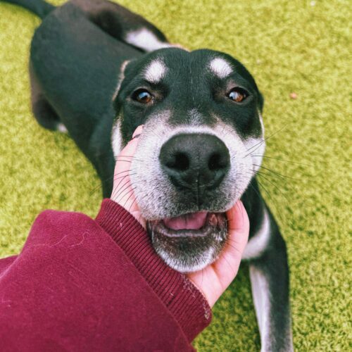 Rocket, an adoptable Husky, Labrador Retriever in Hays, KS, 67601 | Photo Image 2