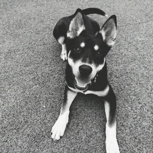 Rocket, an adoptable Husky, Labrador Retriever in Hays, KS, 67601 | Photo Image 3