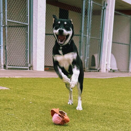 Rocket, an adoptable Husky, Labrador Retriever in Hays, KS, 67601 | Photo Image 4