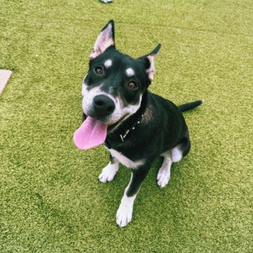 Rocket, an adoptable Husky, Labrador Retriever in Hays, KS, 67601 | Photo Image 5
